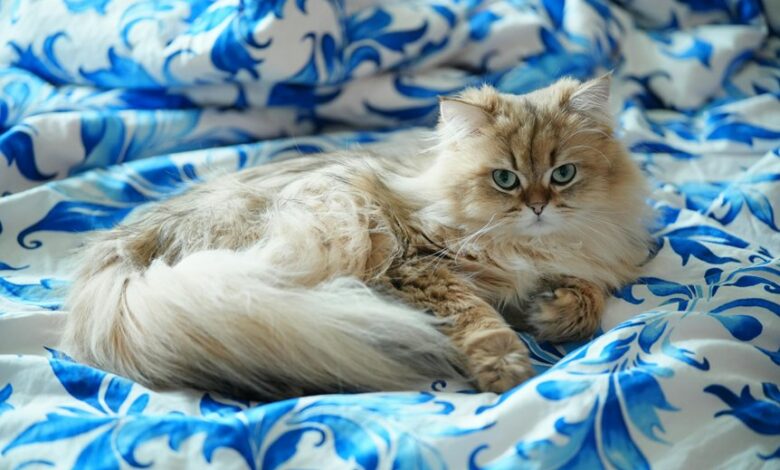 home improvement decoration tips