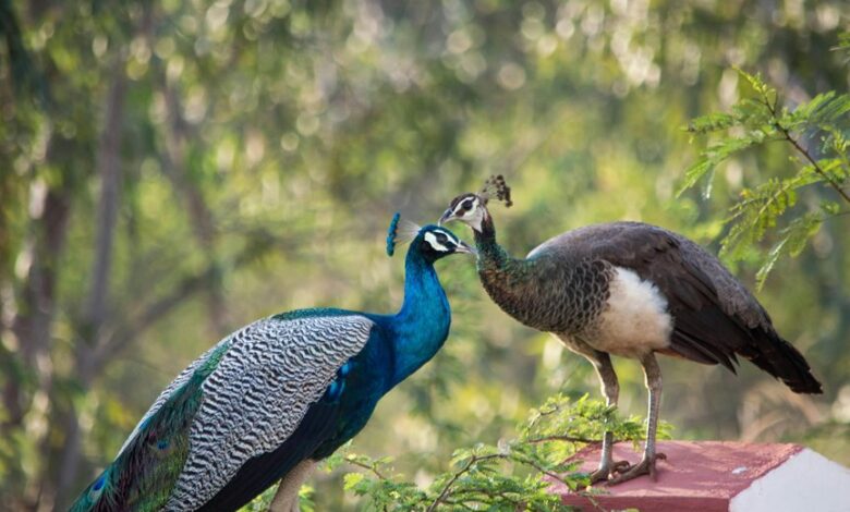 vegan animal sanctuary initiative