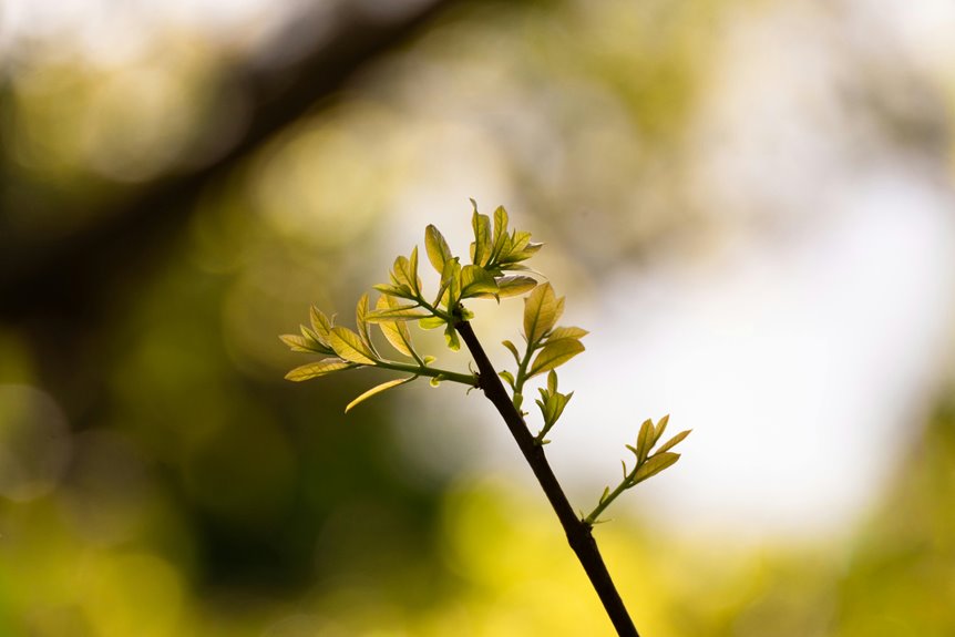 cosmic node drives growth