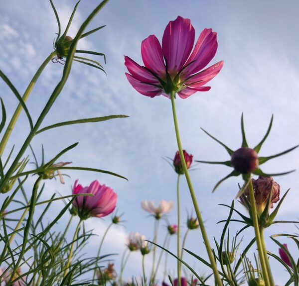 cosmic node inspiring expansion