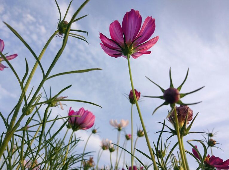 cosmic node inspiring expansion