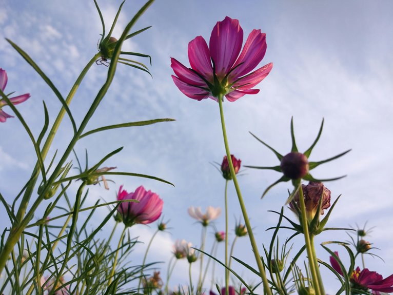 cosmic node inspiring expansion