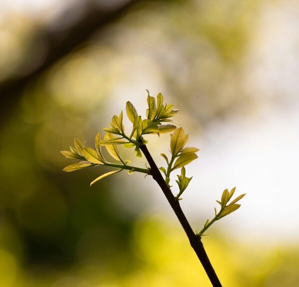 radiant node driving visionary growth